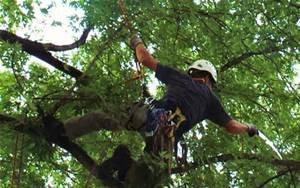 Tree Limb removal