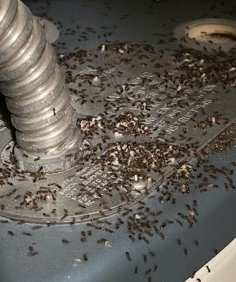 Maggots and Ants in water heater