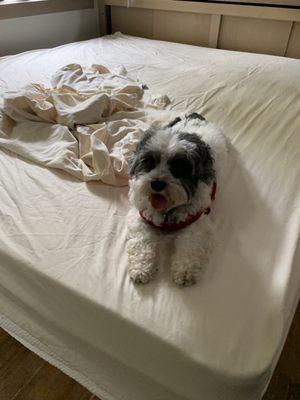 dog approves of new mattress