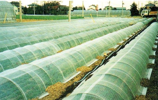 DIO-Betalon PVA row covers in use on rows of spinach.