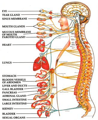 Hannah Chiropractic