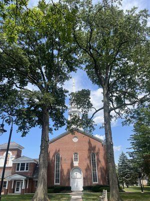 Two Pin Oaks after some long overdue trimming at a local church.