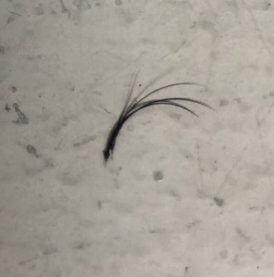 Three maybe four extensions attached to my natural lash. I did not ask for this!