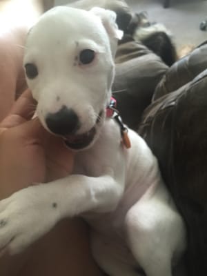 10 week old Sensi white pit bull