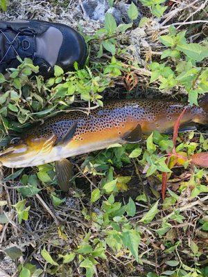 I caught this huge 20" brown trout by myself without a guide!