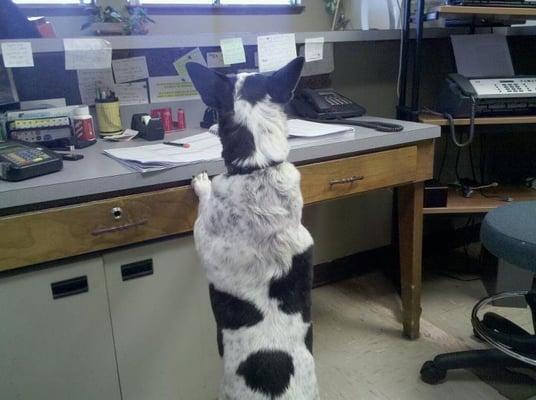 Another patient of ours "helping out"  in the reception area.