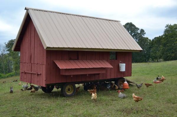 Our eggmobile houses our free-range layers; our egg yolks are deep orange!