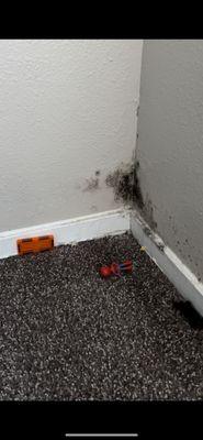 Black mold!