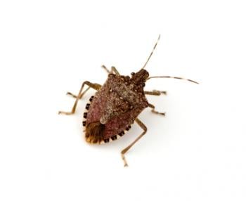 Stink Bugs are not known to cause harm to humans, although homeowners become alarmed when the bugs enter their homes and noisily fly about.