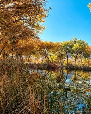 Native Springs Oasis