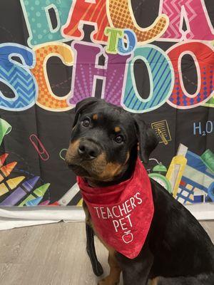 Back to school photos at Dogtopia