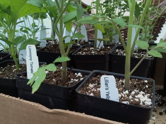 some of the heirloom tomato plants I bought.