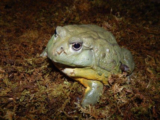 African Bull Frog-Males can weigh 3.5-4 pounds.