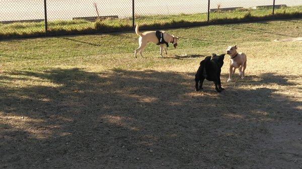 In this photo, the dogs are darting around and having fun.