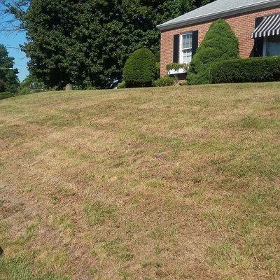 Lawn renovation