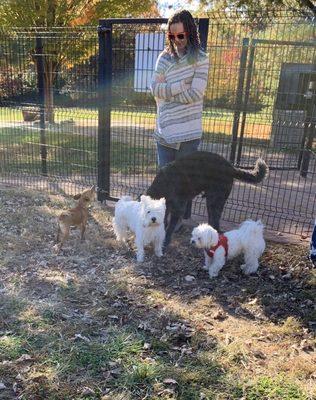 Snowball and his new friends playing on a beautiful fall day. Nov 2019