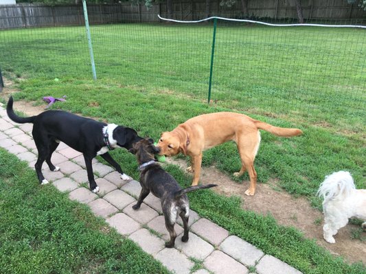 Three-way tug-of-war. Fun times.