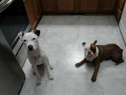 Rescue WGP and Noah. Treat time.