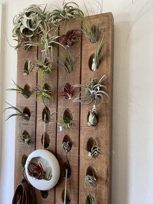 Air plant wall