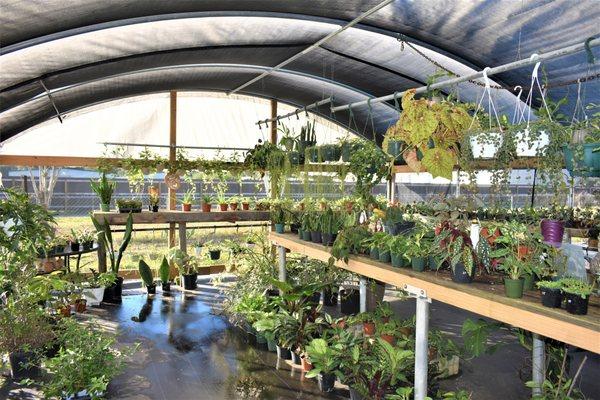 Crazy Plants Nursery