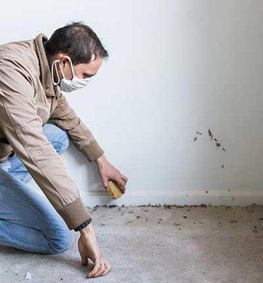 Asbestos Mold Inspections Rockport-Corpus Christi