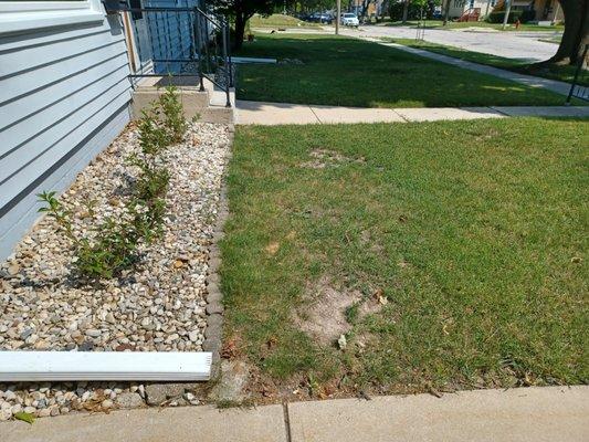 Front lawn before we had the resodding