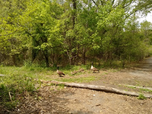 Scary geese