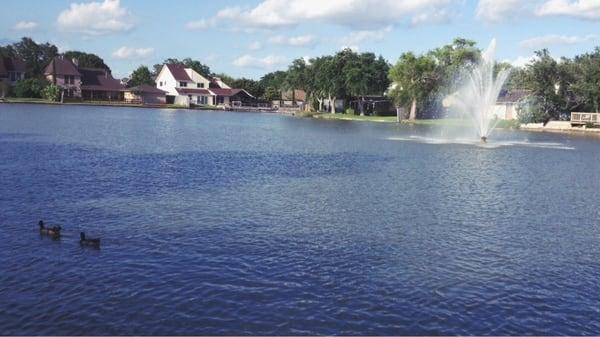 Ducks and the fountain