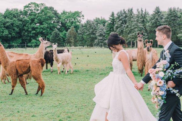 Woodsedge Farm and Llamas