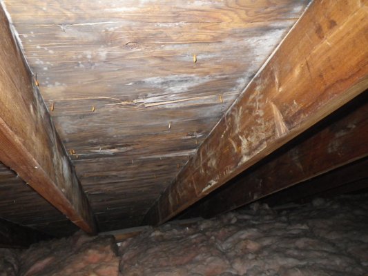 Attic Mold