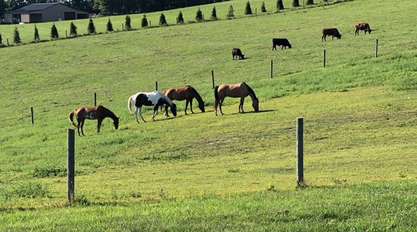 Cedar Grove Farm