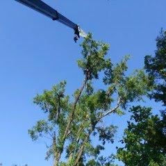 Large tree removal project in process