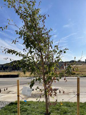 Dying tree they planted and said there was nothing wrong with