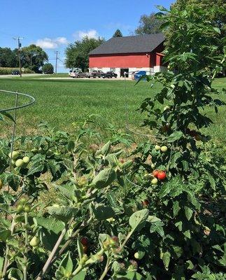 Community Garden