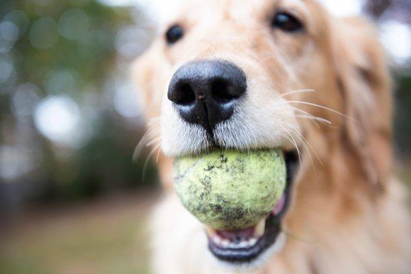 Sweetie and her ball