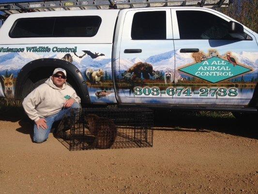 Live Beaver Trapping