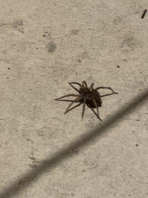 wolf spider with BABIES it's back. WTF