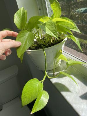 Thin stems after leaves have turned yellow and fallen off after sprays.