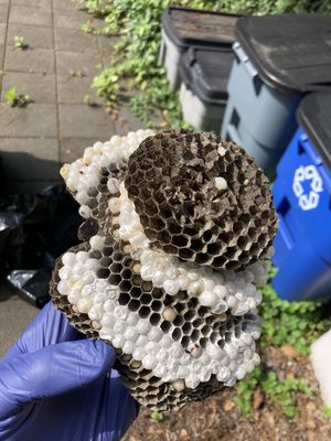 Wasp nest removal service in Eltingville staten island