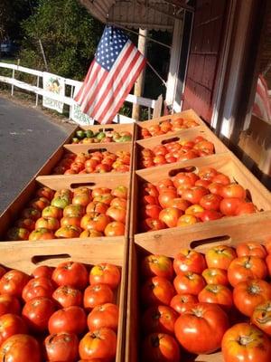 Patriotic Tomatoes