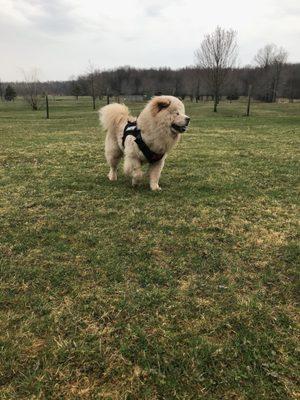 Conneaut Lake Bark Park