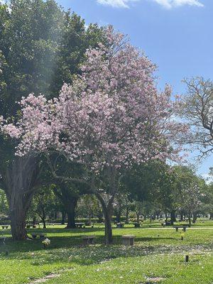 Lovely blossoms