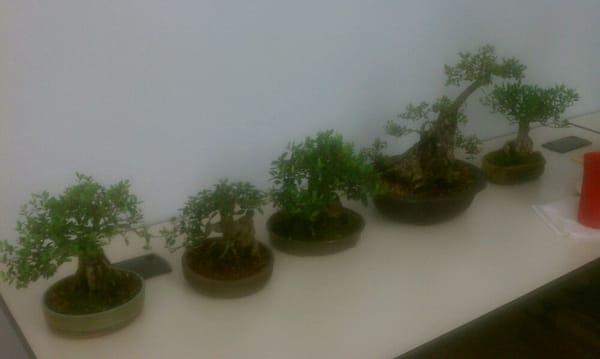 Bonsai Goodness