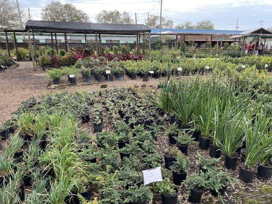 Bushes, ornamental grasses, and more