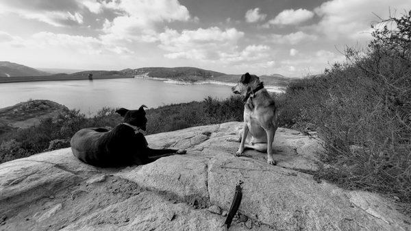 The pups check out the Olivenhain Resevoir