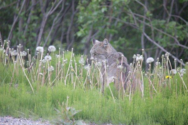 Lynx