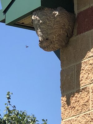 Active hornets nest