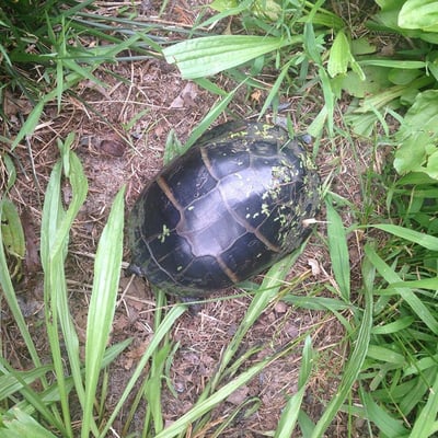 An Eastern Painted turtle spotted at the beginning of the trail.