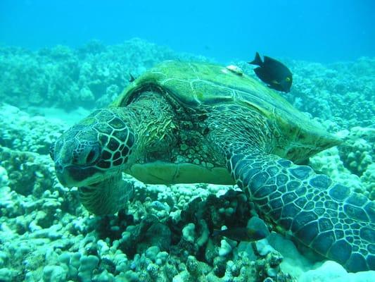 Snorkeling off the south shore of Maui