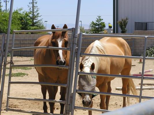 A few of our Resident Lesson horses.